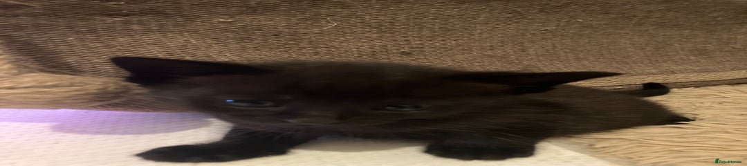 Bombay Kitten 3