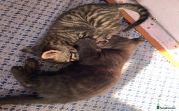 Domestic Shorthair cats for sale: Tabby kittens for sale - Image 11