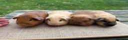 Guinea Pig rodents for sale: Beautiful baby boars; Californian, Swiss & selfs - Advert 4
