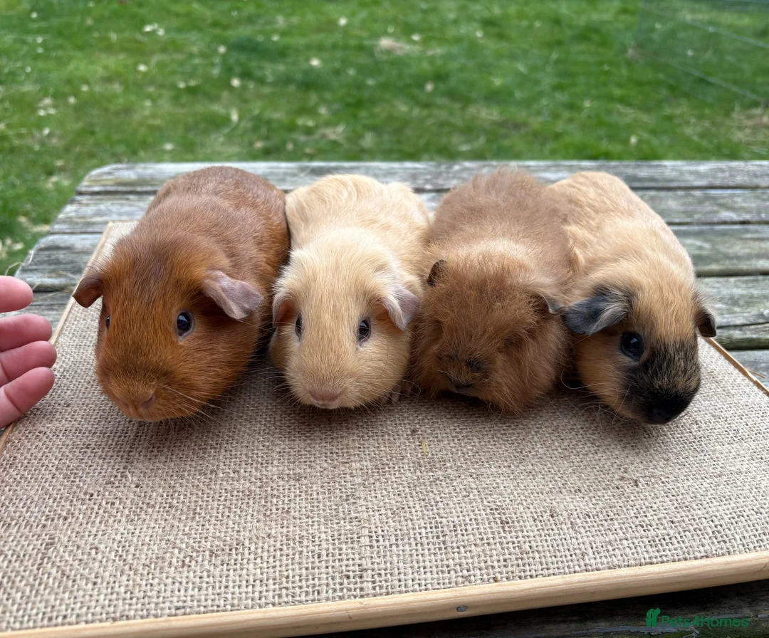 Guinea Pig rodents for sale: Beautiful baby boars; Californian, Swiss & selfs - Advert 4