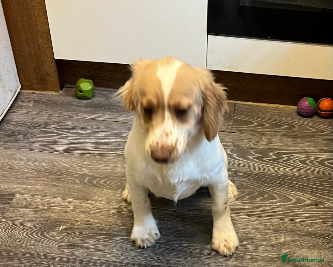 Cocker Spaniel dogs for sale: Working Cocker Spaniels - Advert 11