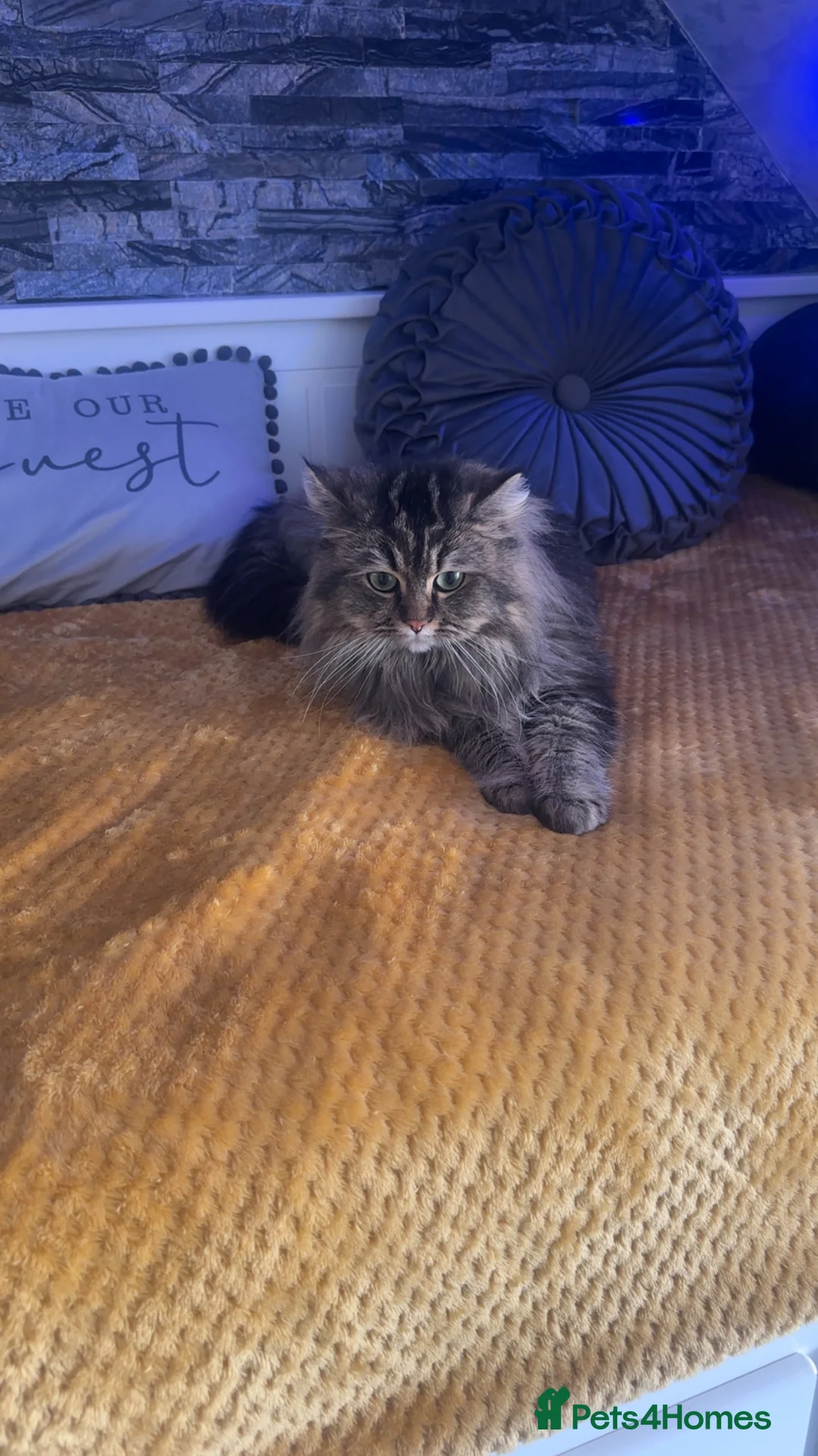Persian cats for stud: Beautiful Brown/golden Ragdoll/Persian for STUD in Birmingham - Advert 9