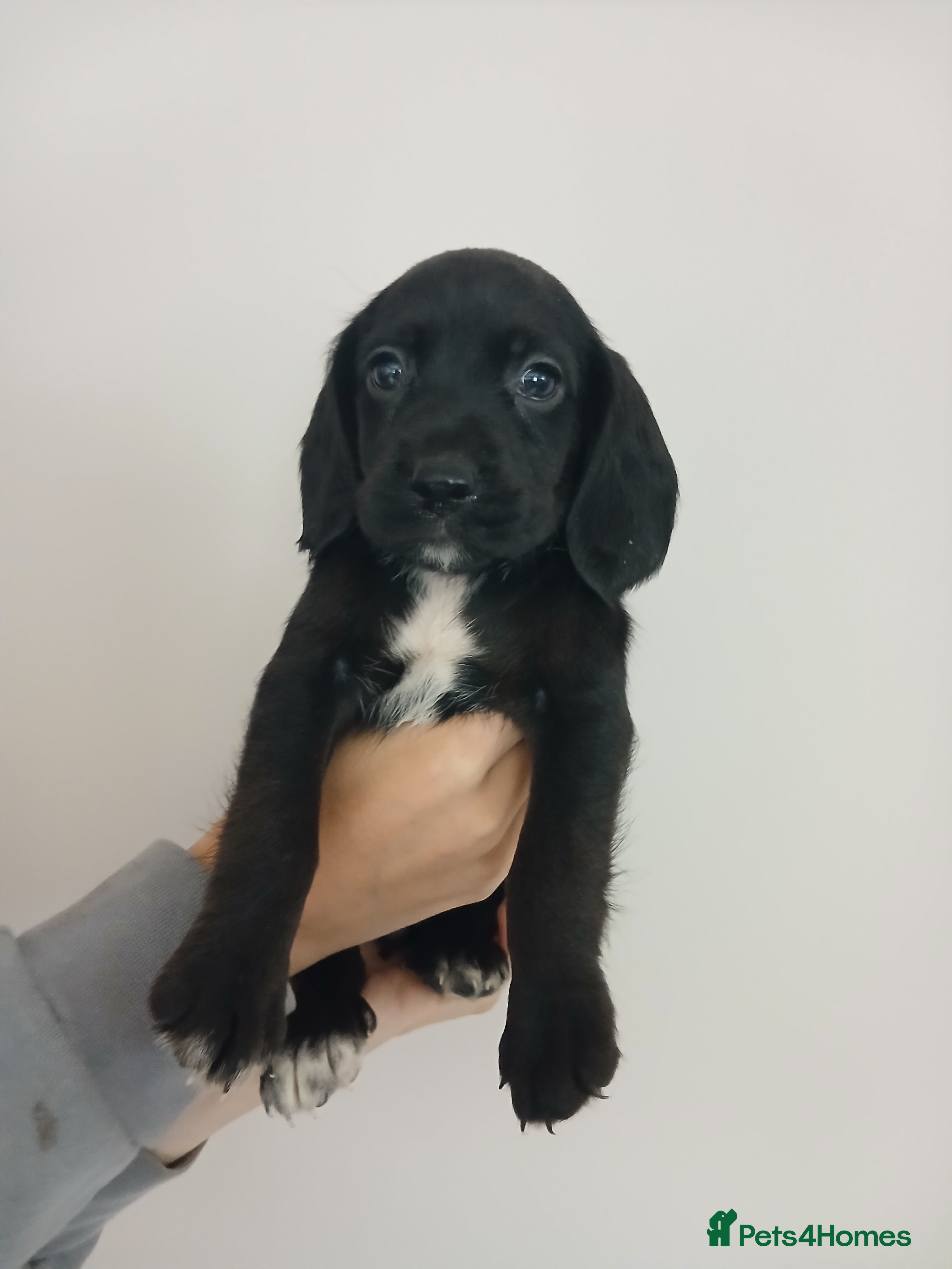 Bocker dogs 8 week old Bocker - Advert 2