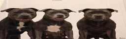 Staffordshire Bull Terrier dogs for sale: Amazing litter of staffy pups  in Nuneaton - Advert 12