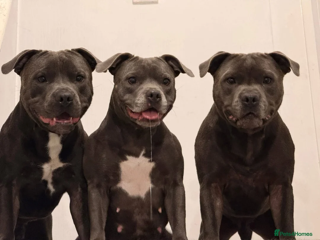 Staffordshire Bull Terrier dogs for sale: Amazing litter of staffy pups  in Nuneaton - Advert 12