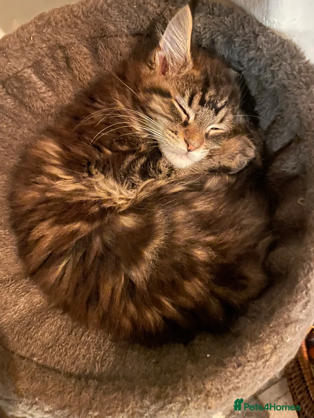 Maine Coon cats for sale: Maine Coon Kittens  - Advert 2