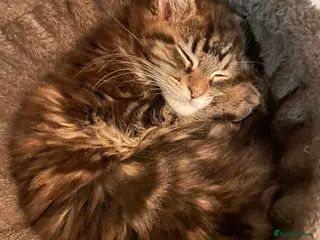 Maine Coon cats Maine Coon Kittens - Advert 6