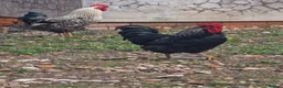 Chickens poultry for sale: Cockerels For Sale - Advert 7
