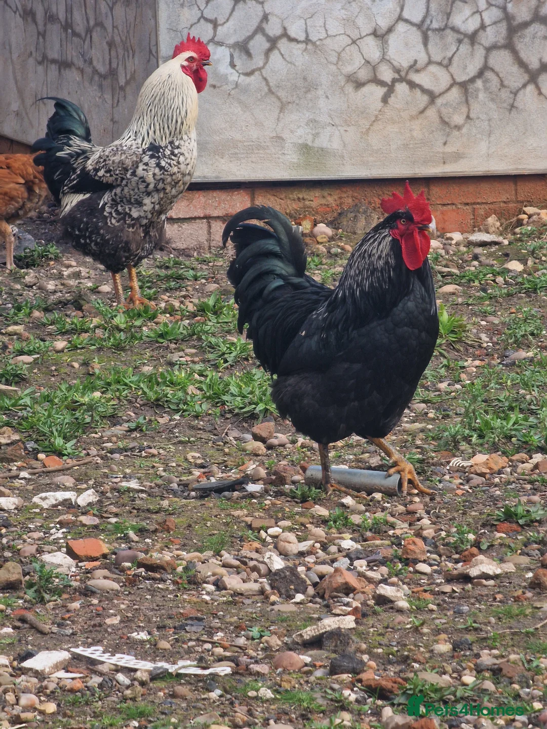 Chickens poultry for sale: Cockerels For Sale - Advert 7