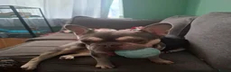 French Bulldog dogs for sale: Female frech bulldog  - Advert 3