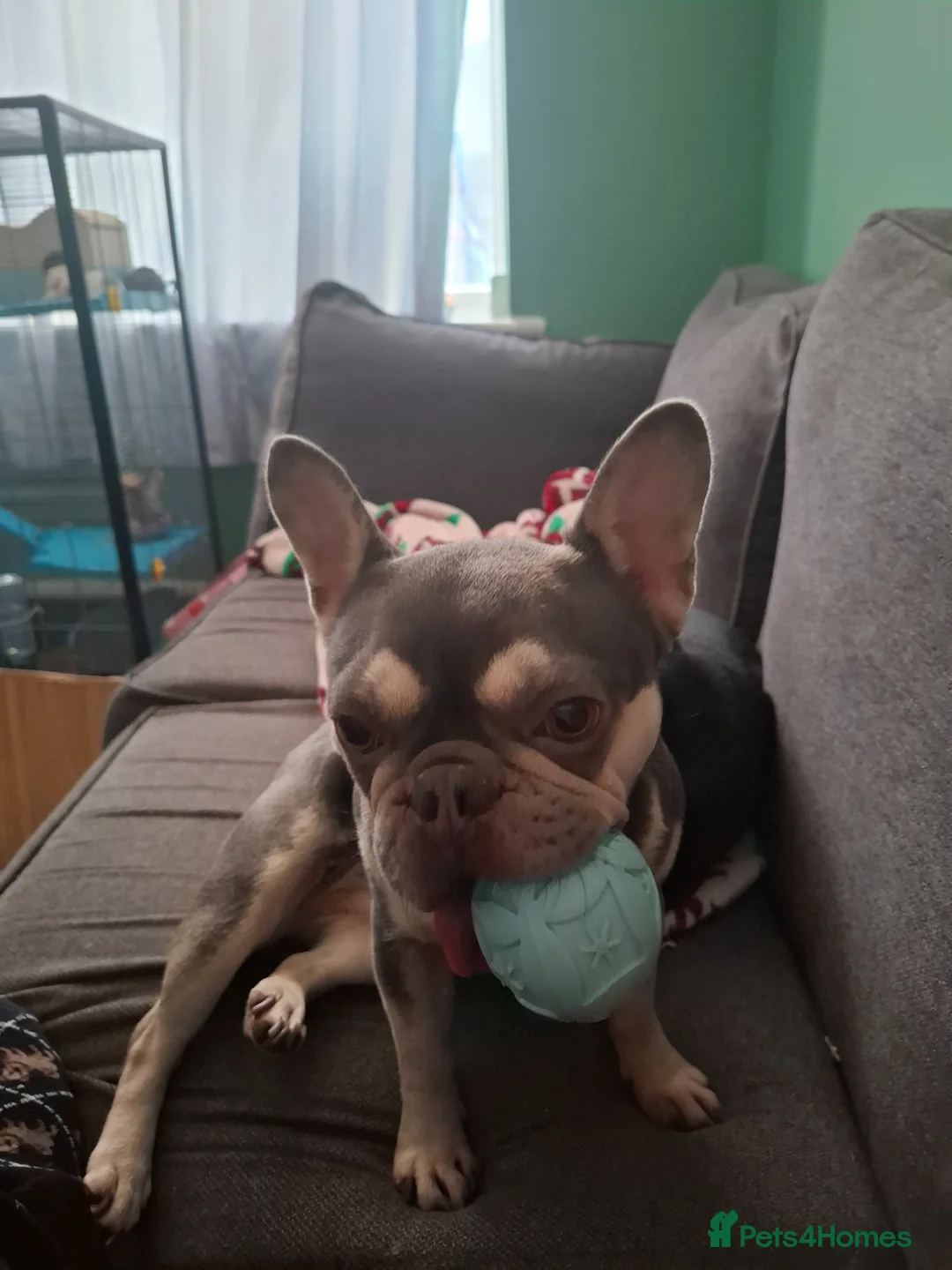 French Bulldog dogs for sale: Female frech bulldog  - Advert 3