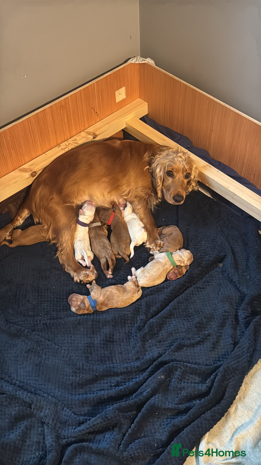 Cockapoo dogs for sale: F1 Cockapoo pups - Image 3
