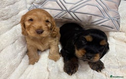 Cocker Spaniel dogs for sale: KC Reg Cocker Spaniel Puppies - Image 8