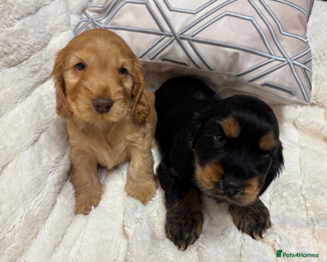 Cocker Spaniel dogs for sale: KC Reg Cocker Spaniel Puppies - Image 8