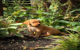 Cockerdor dogs for sale: Beautiful Deep Dark Red Cockerdors Cockadors - Image 4