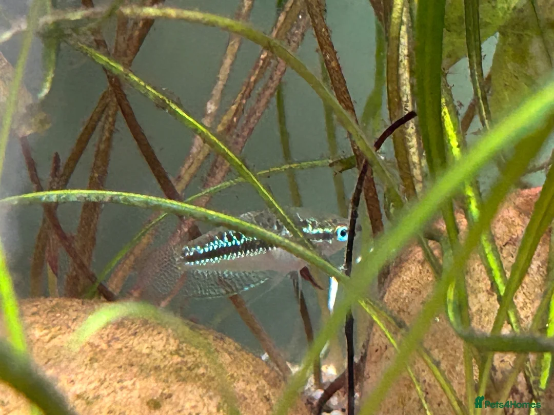 Other/Mixed Breed fish for sale: L260 Pleco Apistogramma Macmasteri Peppered Cory  - Advert 11