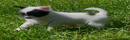 Pomchi dogs for sale: Beautiful girl for sale  - Advert 2