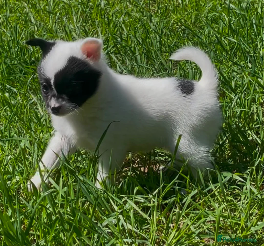 Pomchi dogs for sale: Beautiful girl for sale  - Advert 2