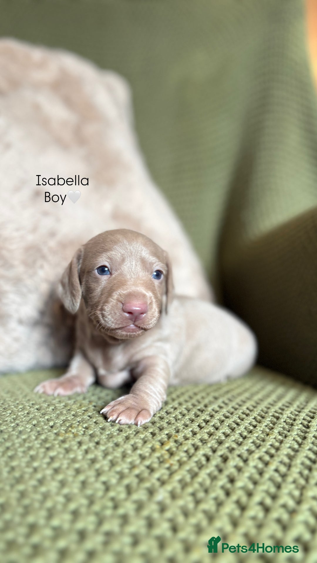 Miniature Dachshund dogs for sale: Smooth Haired Miniature Dachshunds - Advert 11