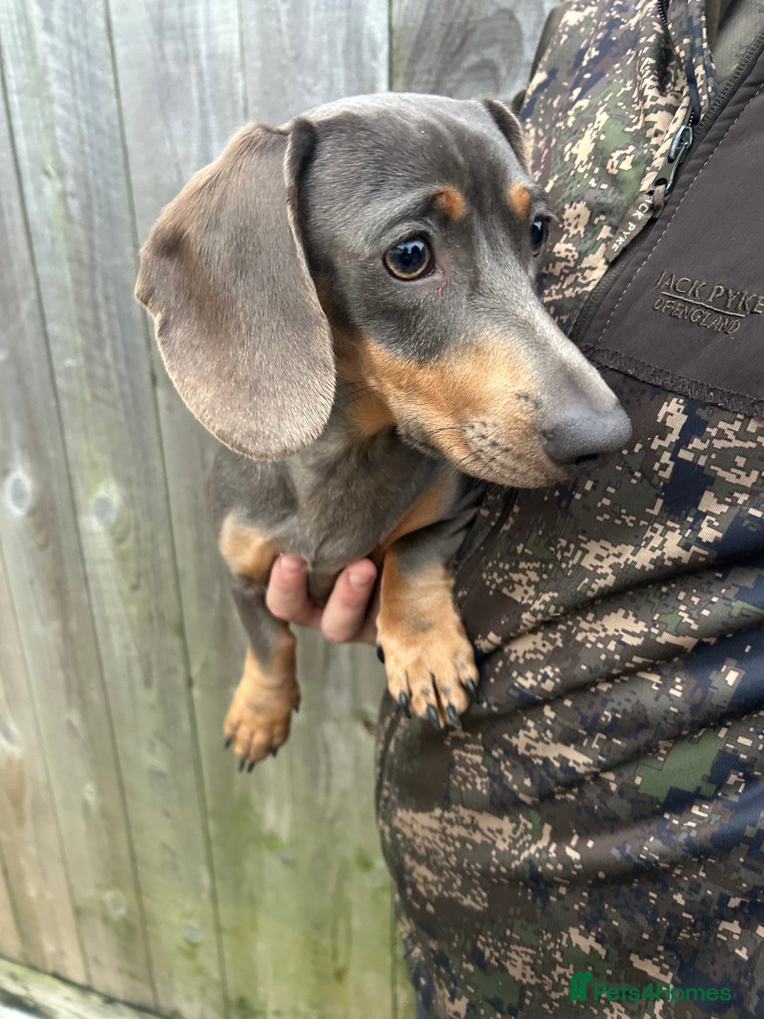 Miniature Dachshund dogs for sale: two beautiful miniature dachshunds for sale - Advert 3