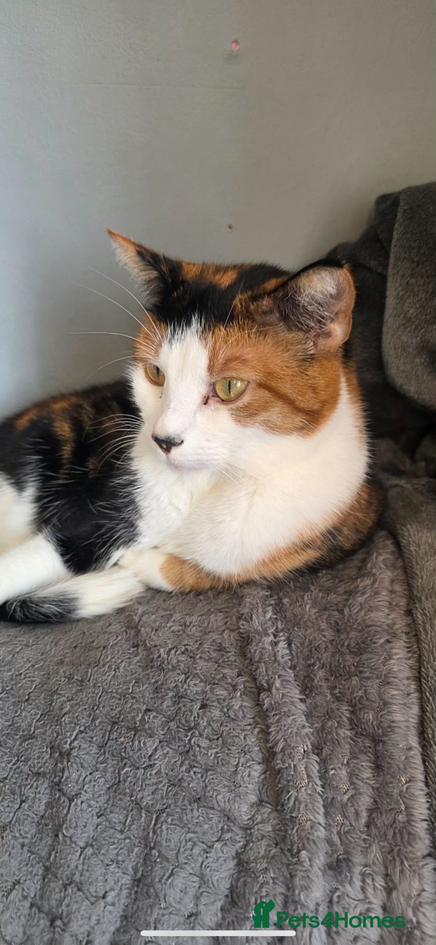 Mixed Breed cats 2 loving sisters together (150 total)  - Advert 2