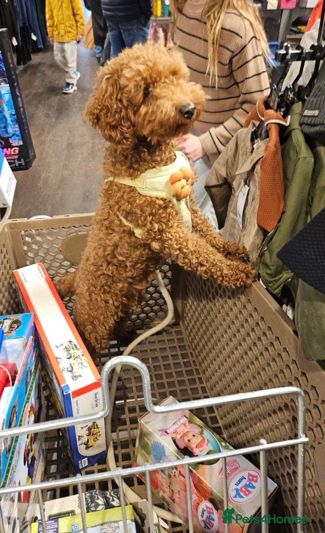 Gallery Image {{count}}