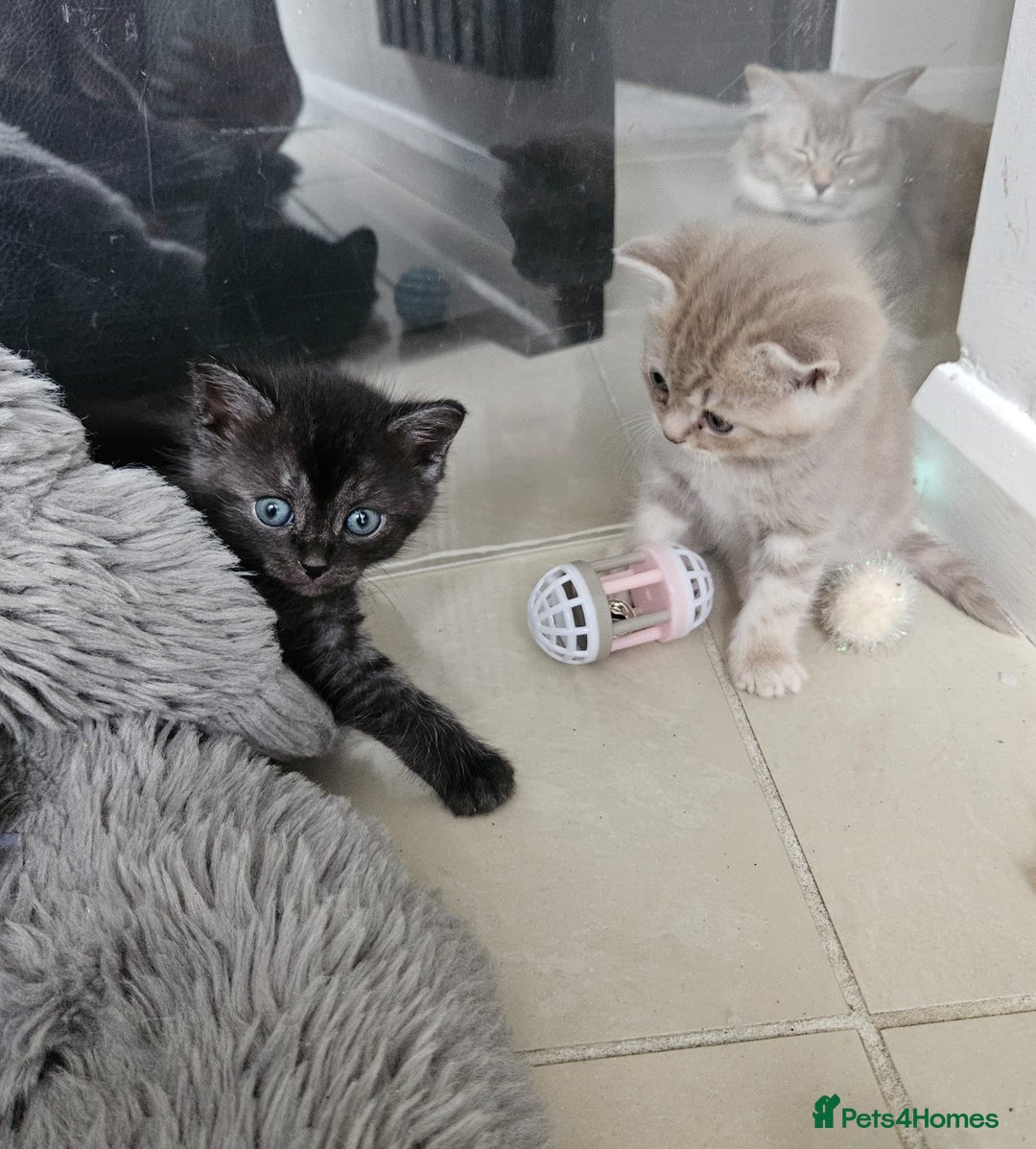 Burmese cats for sale: Beautiful Burmese x British kittens for sale 🤍  - Image 30