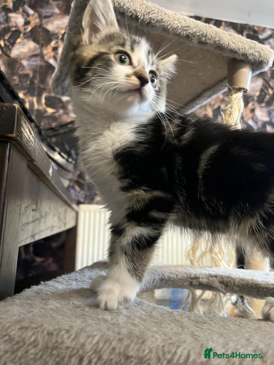 Mixed Breed cats for sale: 🐾 Stunning Mixed Breed Female Kitten Available 🐾 - Advert 4