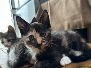 Mixed Breed cats - Advert 20