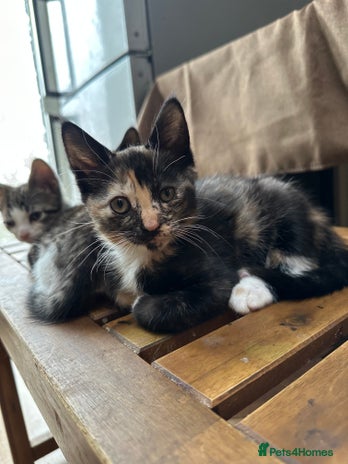 Mixed Breed cats - Advert 11