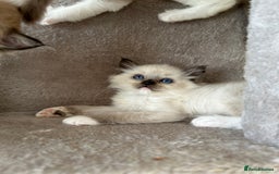 Ragdoll cats for sale: Ragdoll kittens boys 3 boys, one seal mink - Image 8
