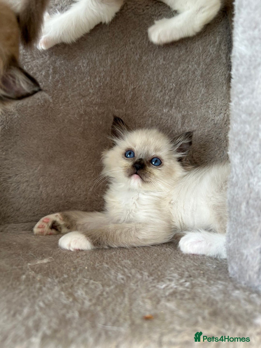 Ragdoll cats for sale: Ragdoll kittens boys 3 boys, one seal mink - Image 8