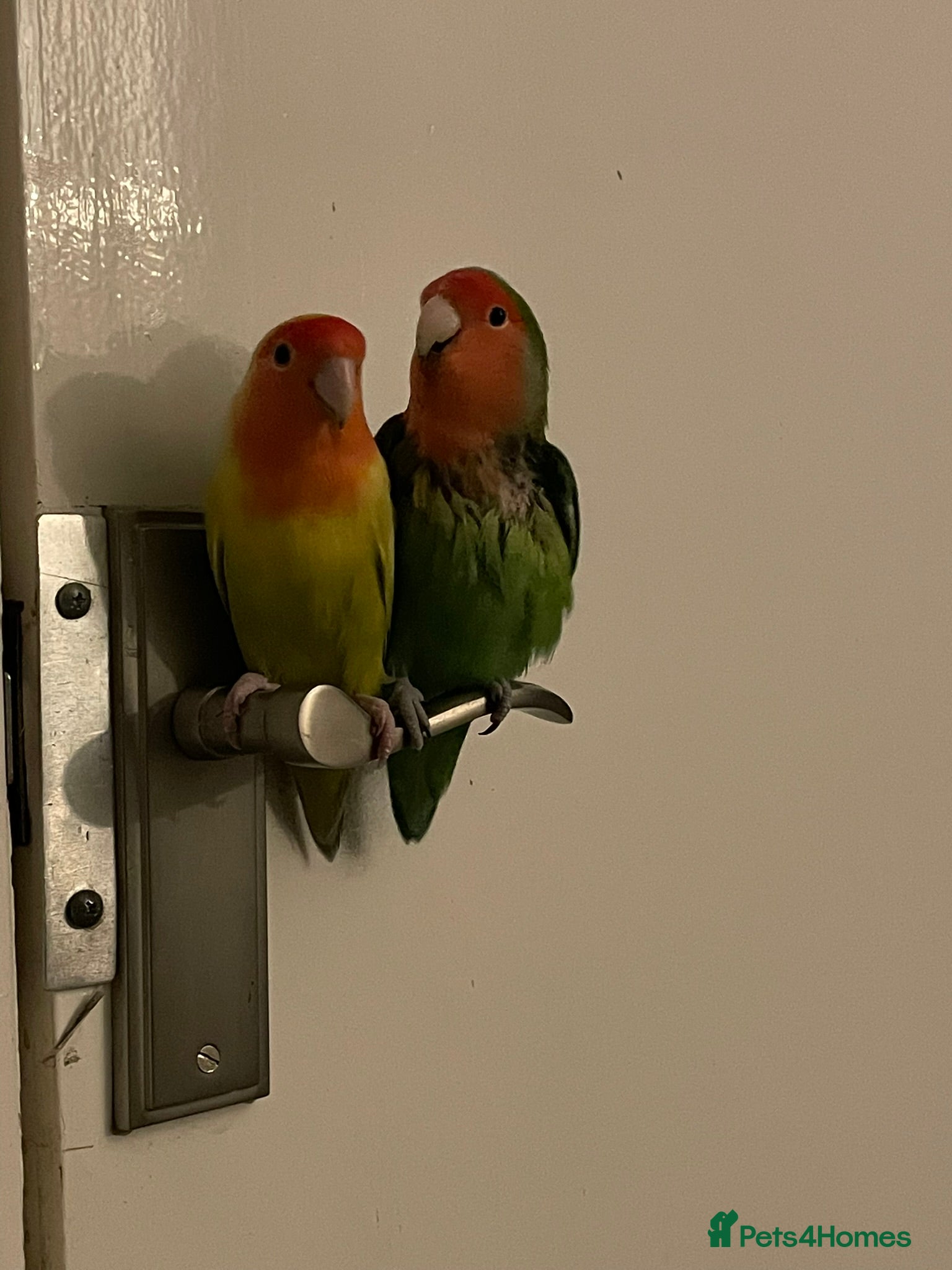 Lovebirds birds 2 male Lovebirds - Advert 7