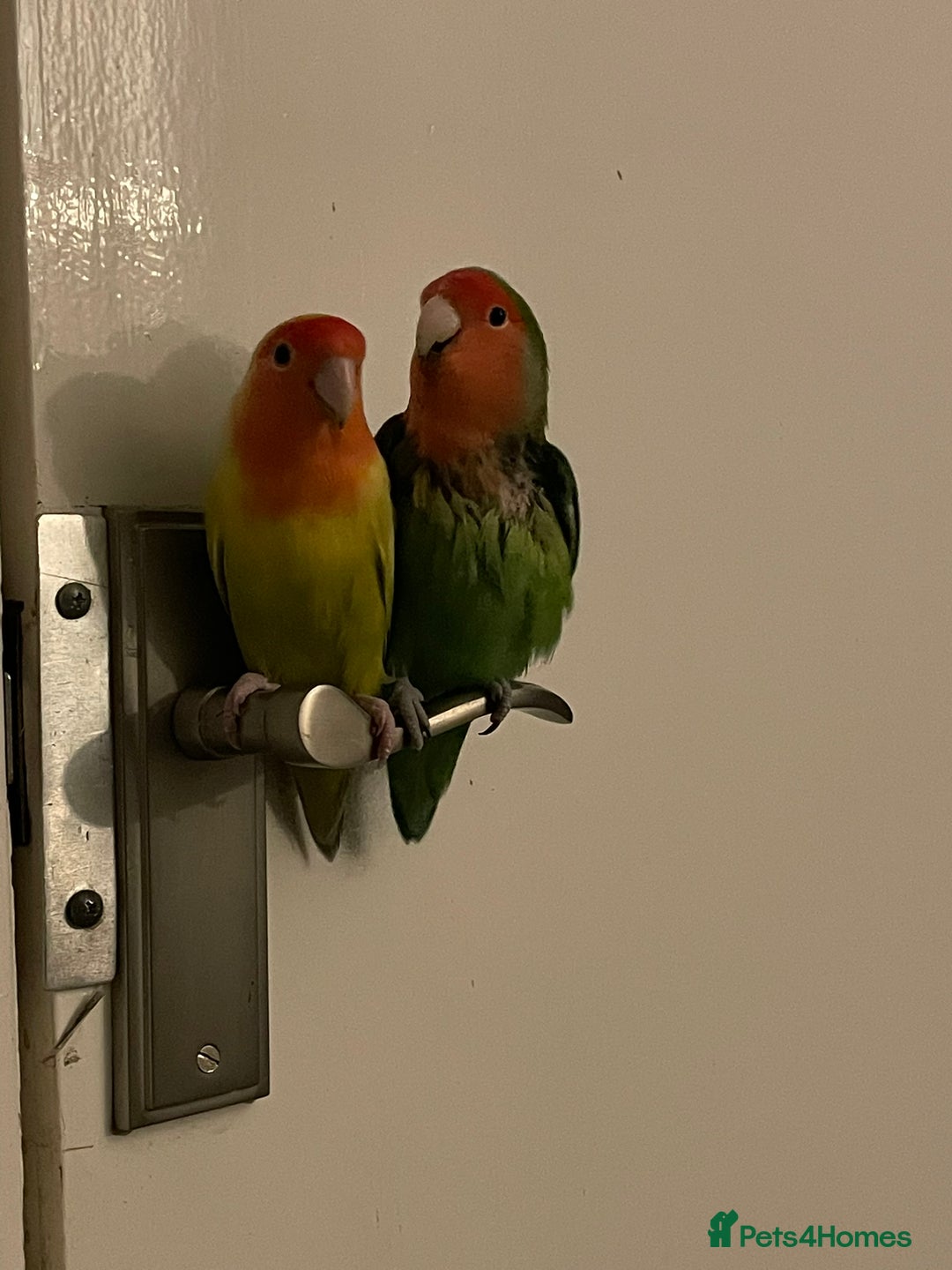 Lovebirds birds for sale: 2 male Lovebirds - Advert 1