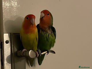 Lovebirds birds 2 male Lovebirds - Advert 1