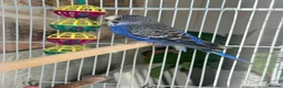 Budgerigars birds for sale: Female budgie with cage - Advert 4