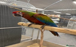 Macaws birds for sale: Variety of handreared tame baby macaws - Advert 4