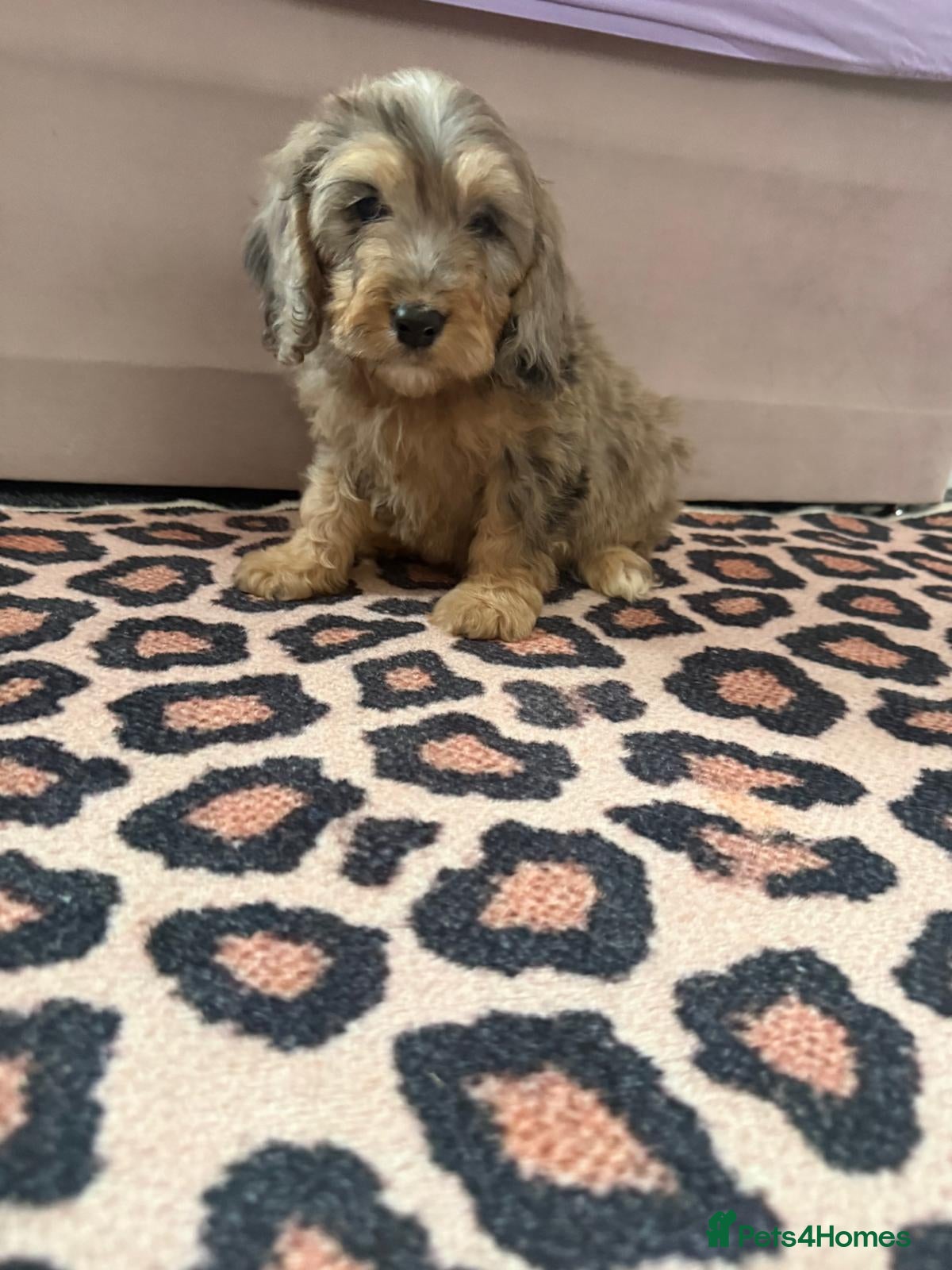 Cockapoo dogs Beautiful puppies - Advert 1