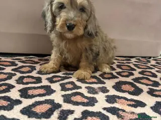 Cockapoo dogs Beautiful puppies - Advert 1