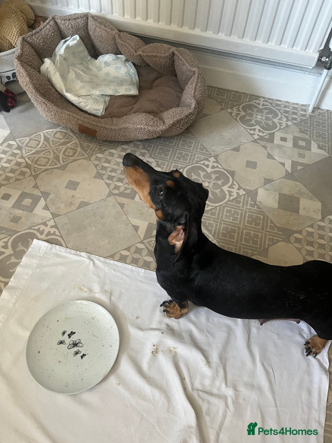 Dachshund dogs for sale: Miniature dachshunds  - Image 9