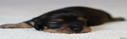 Miniature Dachshund dogs for sale: 5*Licensed+KCreg+Vetchecked+PRAclear+LONG HAIRED - Advert 25