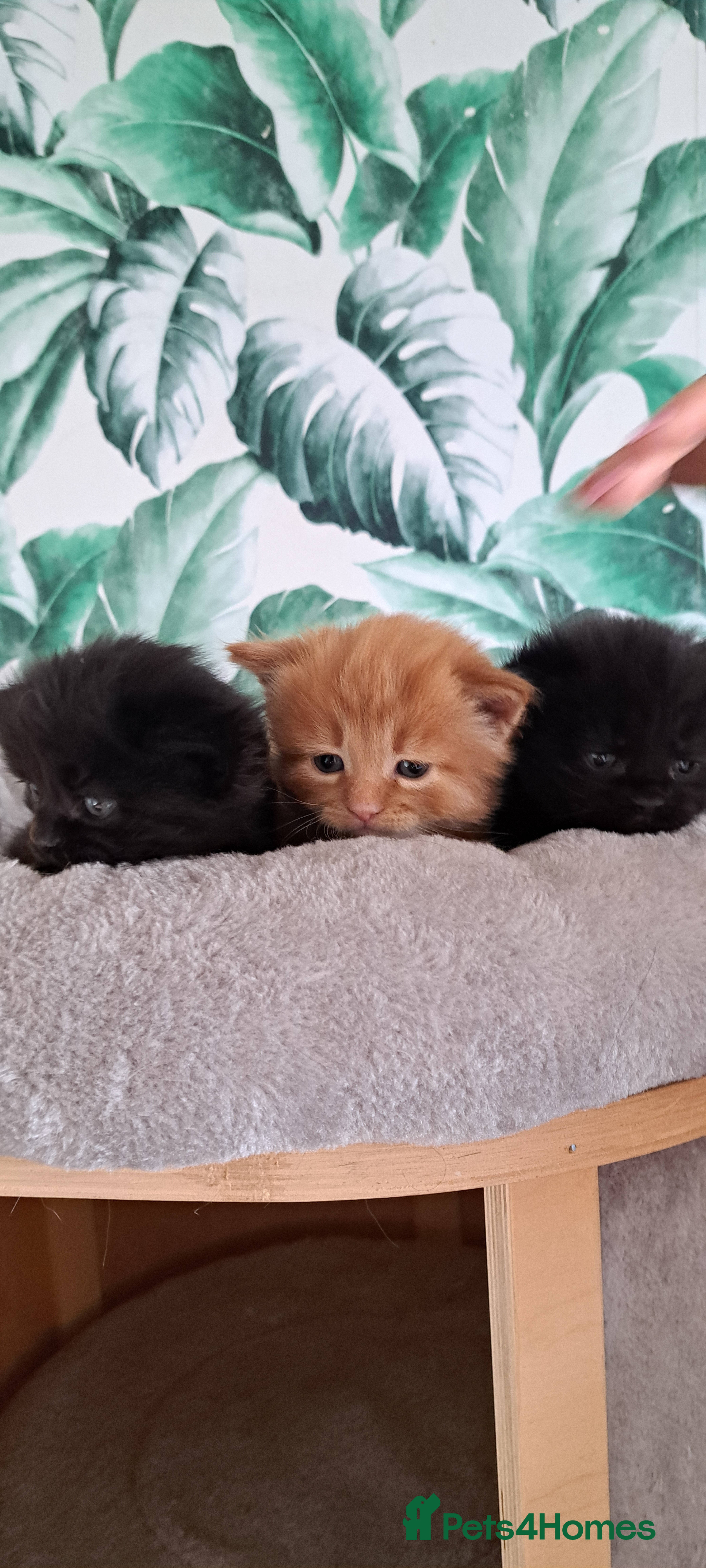 Siberian cats Stunning litter of fluffy 3/4 Siberians - Advert 2