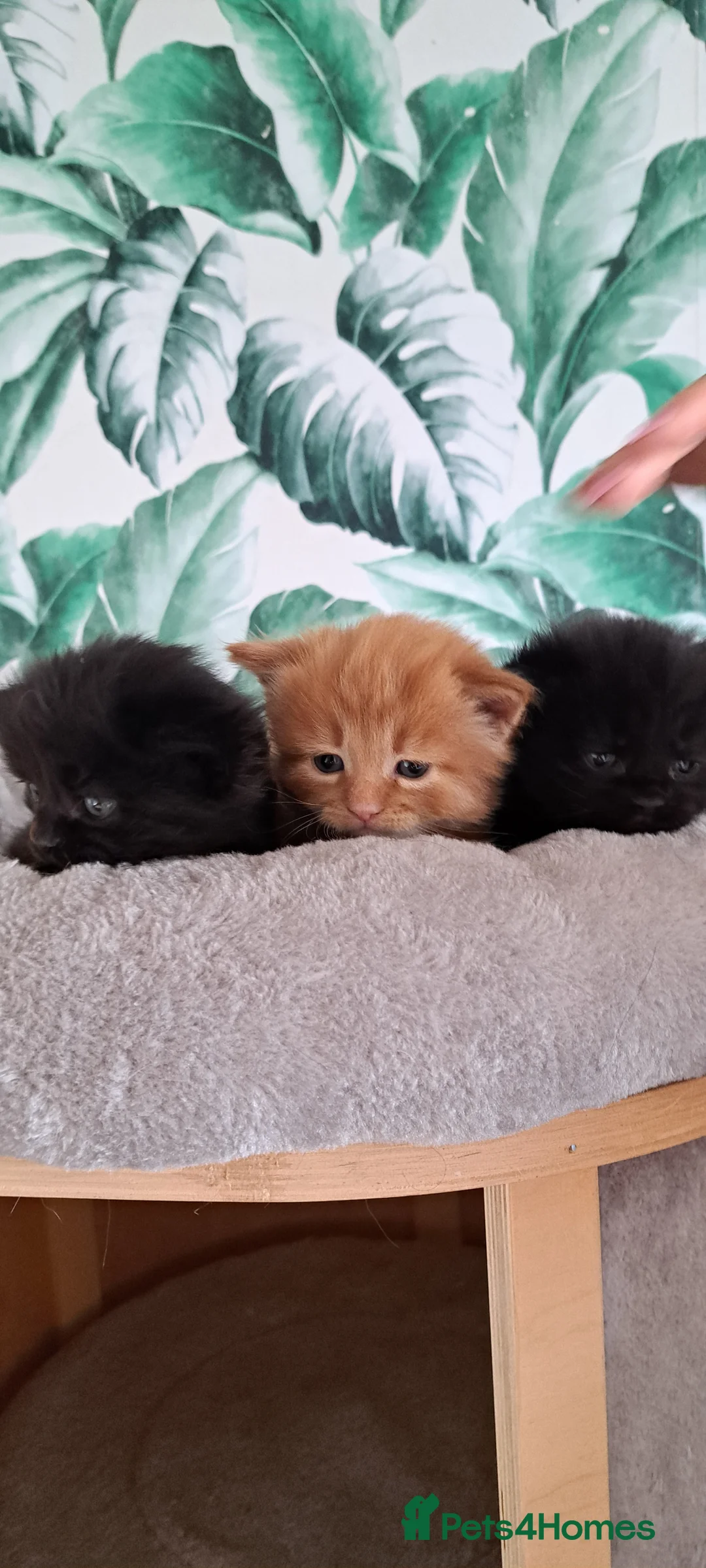 Siberian cats for sale: Stunning litter of fluffy 3/4 Siberians - Advert 2