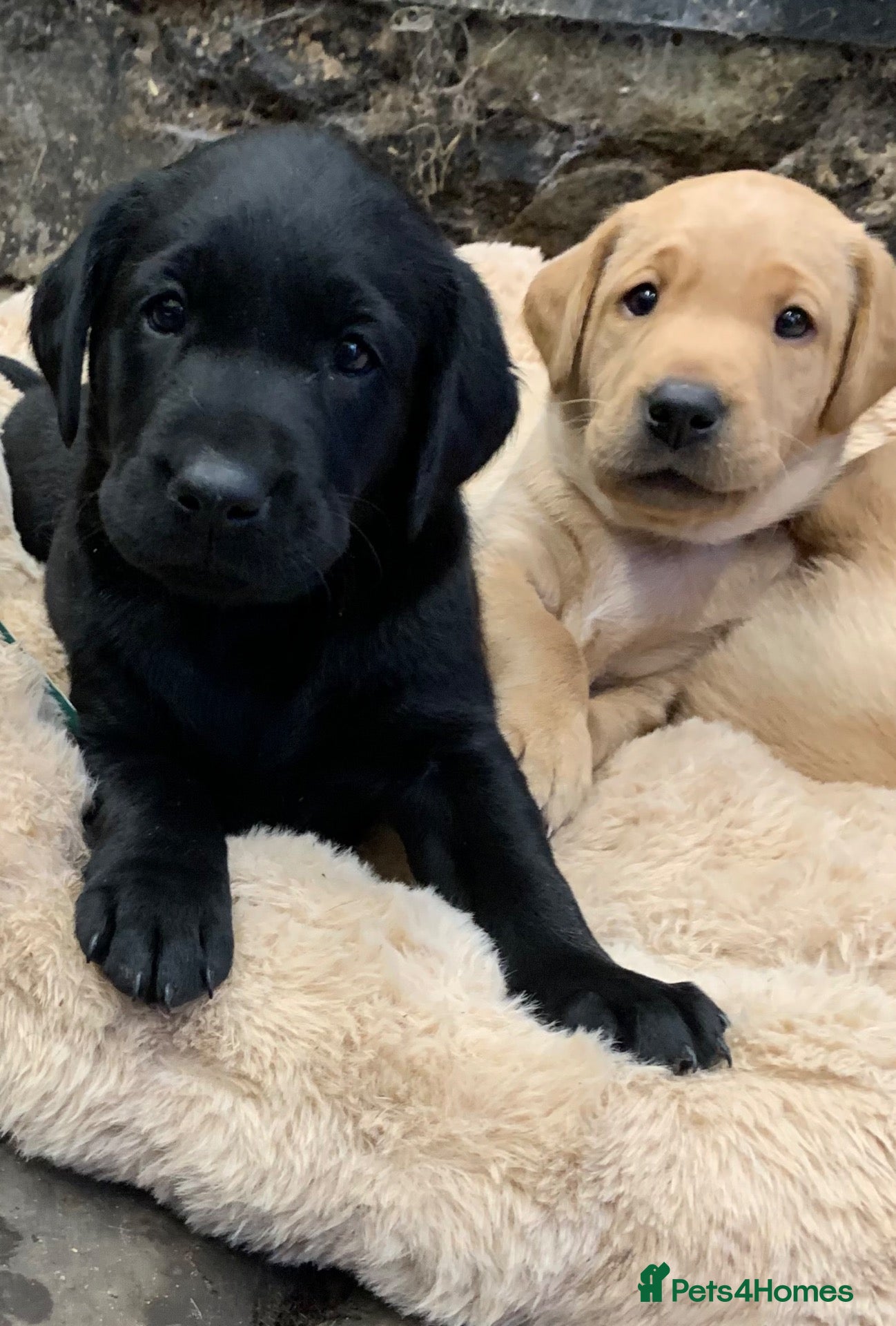 Labrador Retriever dogs Beautiful Chunky Homebred Labrador puppies - Advert 2