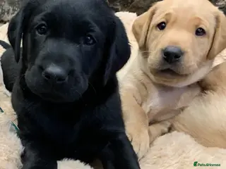 Labrador Retriever dogs Beautiful Chunky Homebred Labrador puppies - Advert 2