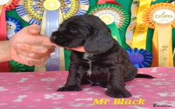 Cocker Spaniel dogs for sale: KC registered Show Cocker Spaniels puppues - Image 4