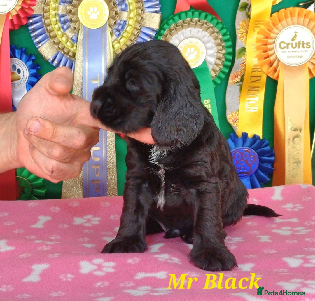 Cocker Spaniel dogs for sale: KC registered Show Cocker Spaniels puppues - Image 4