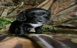Mixed Breed dogs for sale: 8 beautiful cockapoo stunning colours  - Image 7