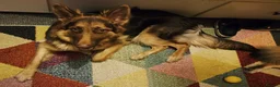 German Shepherd dogs for sale: KC registered Liver and Tan Girl - Advert 4
