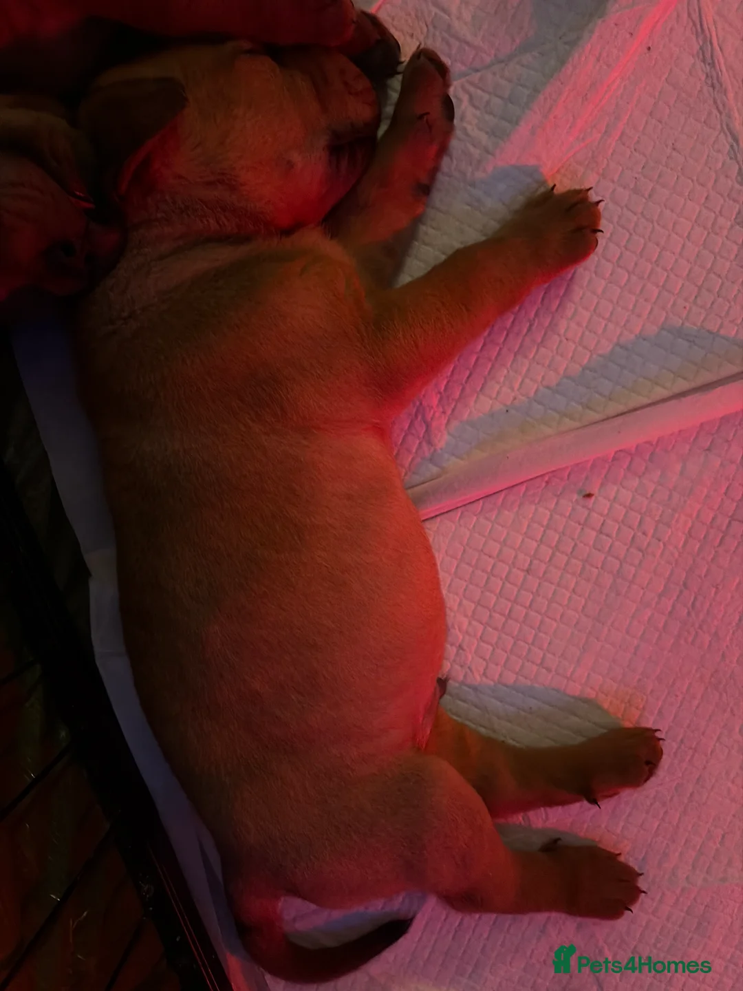 Mixed Breed dogs for sale: Rottweiler x Dogue De Bordeaux puppies - Advert 14